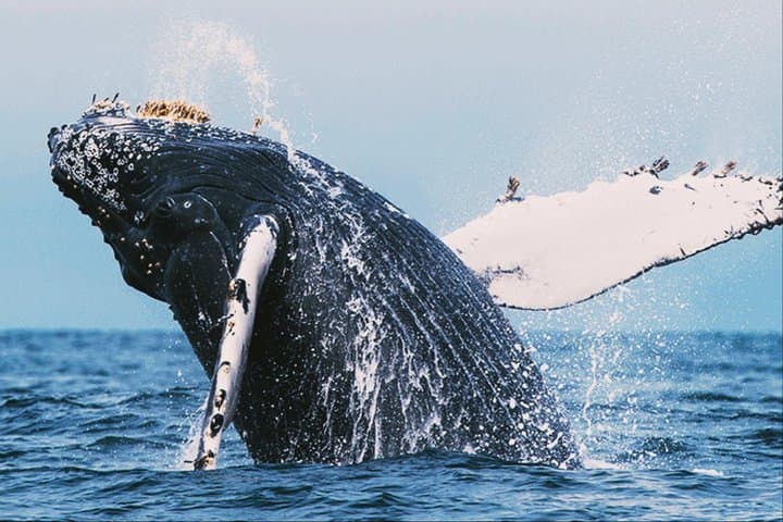All-in-One Sri Lanka: 8-Day Private Tour from Colombo