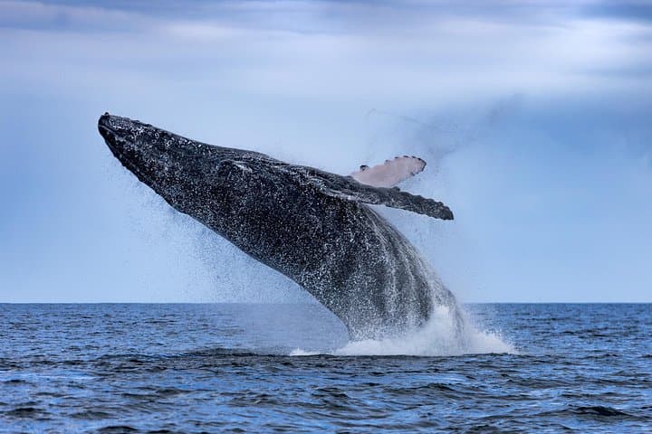 High-Speed Whale Watching in Mooloolaba: Sunshine Coast Humpback Safari photo 2