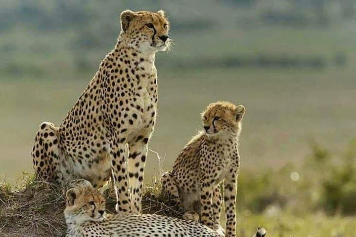 4-Day Masai Mara & Lake Nakuru Safari — Big Five, Flamingos & Rift Valley Views photo 3