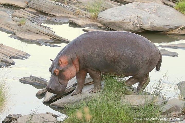 4-Day Masai Mara & Lake Nakuru Safari — Big Five, Flamingos & Rift Valley Views photo 6