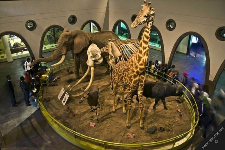 Face to Face with Rothschilds: Giraffe Centre, David Sheldrick & National Museum Day Tour photo 2