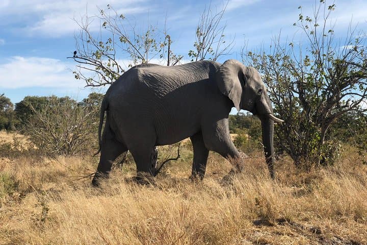 Chobe Day Safari from Victoria Falls: Game Drive & Sunset River Cruise photo 3