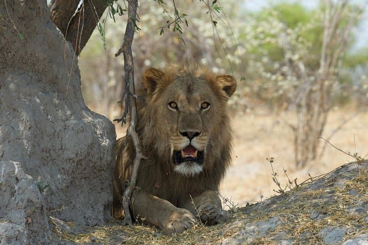 Chobe Day Safari from Victoria Falls: Game Drive & Sunset River Cruise photo 4