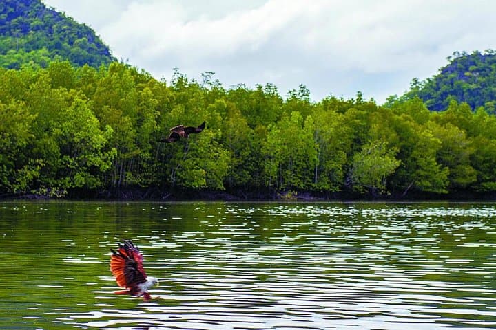 Langkawi Kilim Mangrove & Bat Cave Boat Tour — Eagles, Rays and Limestone Forests photo 5