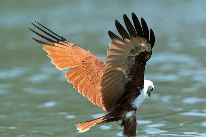 Langkawi Kilim Mangrove & Bat Cave Boat Tour — Eagles, Rays and Limestone Forests photo 4