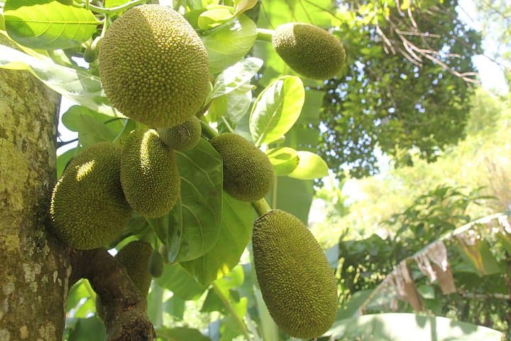 Ella Village Cookery, Yoga & Massage: Authentic Sri Lankan Home Experience photo 4