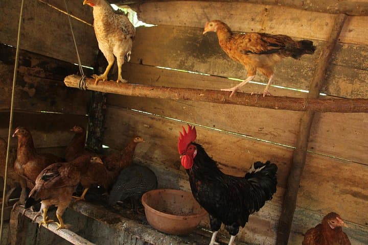 Ella Village Cookery, Yoga & Massage: Authentic Sri Lankan Home Experience photo 5