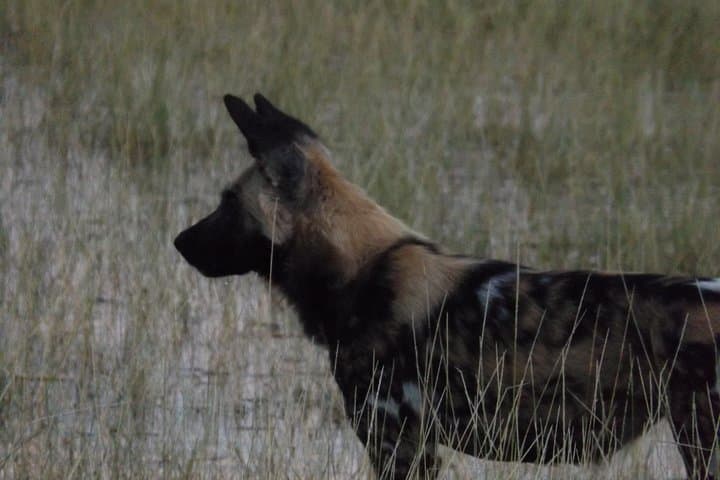 11-Day Botswana Safari: Okavango Delta, Moremi, Khwai, Savute & Chobe photo 2
