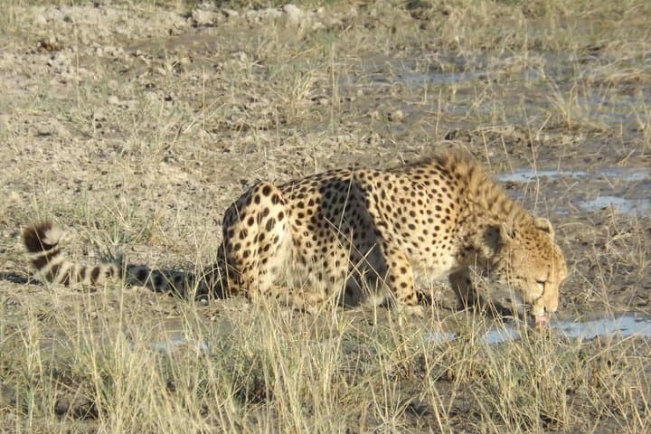 11-Day Botswana Safari: Okavango Delta, Moremi, Khwai, Savute & Chobe photo 3