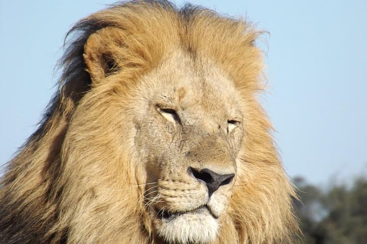 11-Day Botswana Safari: Okavango Delta, Moremi, Khwai, Savute & Chobe photo 4