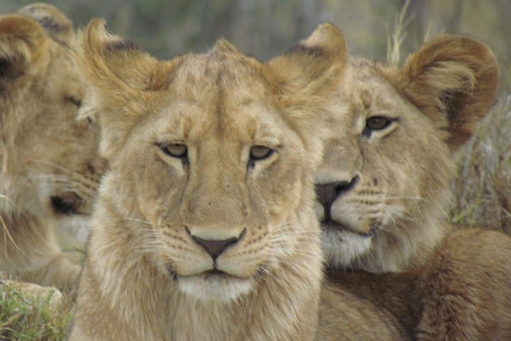 11-Day Botswana Safari: Okavango Delta, Moremi, Khwai, Savute & Chobe photo 5