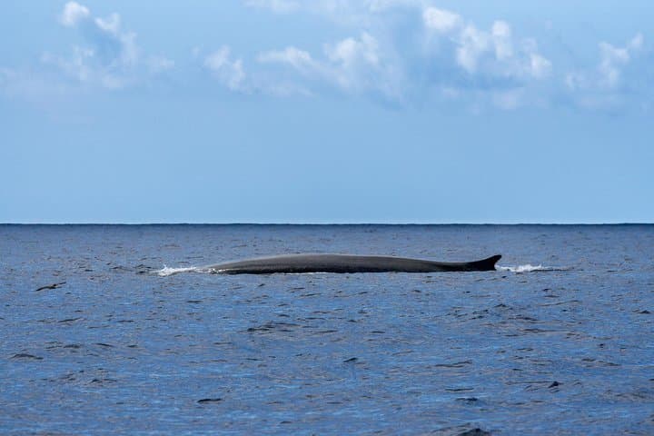Terceira Whale and Dolphin Watching: 3-Hour Azores Cetacean Cruise photo 5