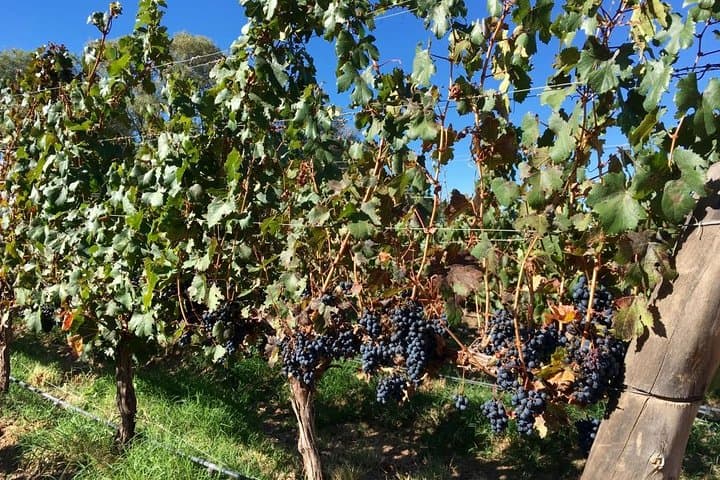 High-Altitude Wines and Red Rock Canyons: Private Day Tour to Cafayate Vineyards photo 3