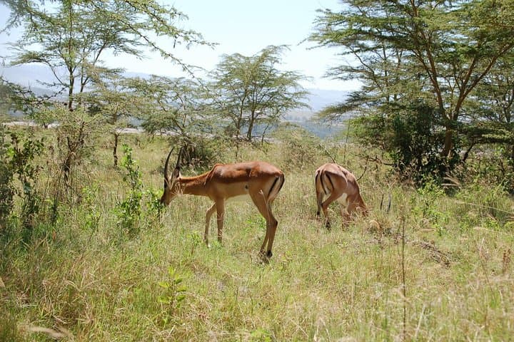 5-Day Best of Kenya Safari: Maasai Mara, Nakuru & Naivasha Wildlife Expedition