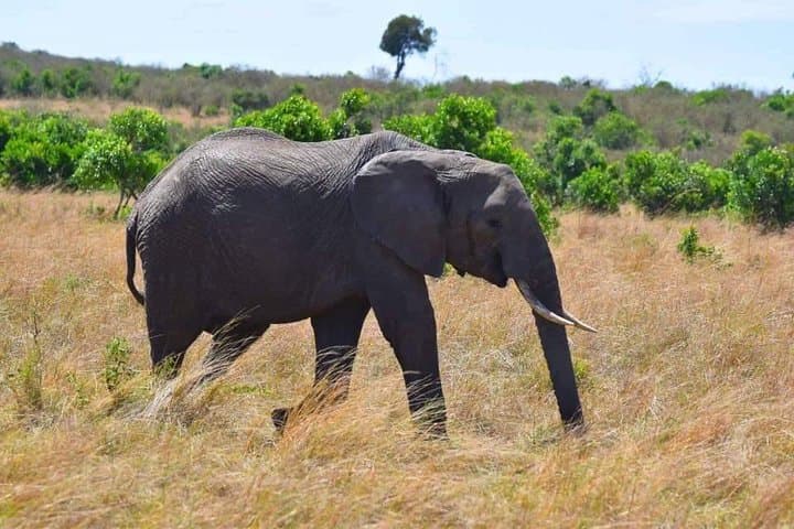 3 Days in Maasai Mara: Best of Kenya Safari Adventure photo 2