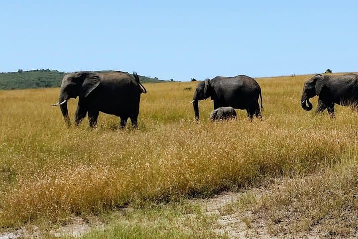 4-Day Kenya Safari: Lake Nakuru & Maasai Mara Wildlife Adventure photo 4