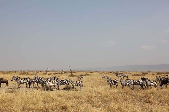7-Day Kenyan Safari: Samburu, Mount Kenya, Lake Nakuru & Maasai Mara photo 2
