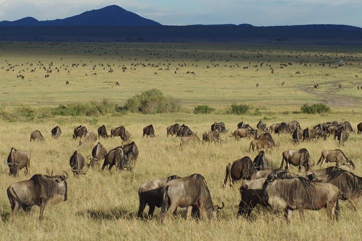 5-Day Best of Kenya Safari: Maasai Mara, Nakuru & Naivasha Wildlife Expedition photo 5