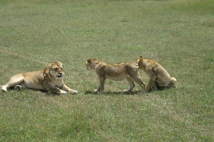 4-Day Masai Mara Migration Safari from Nairobi: Big Five & River Crossings