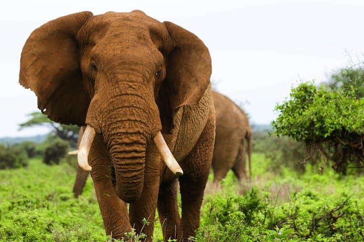 3 Days in Maasai Mara: Best of Kenya Safari Adventure photo 3