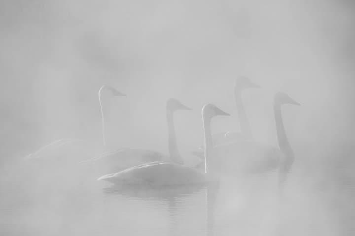 Half-Day Grand Teton Wildlife Safari from Jackson Hole — Private Winter & Year-Round Tours photo 5