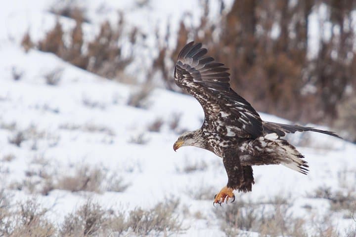 Half-Day Grand Teton Wildlife Safari from Jackson Hole — Winter Wildlife Viewing photo 3