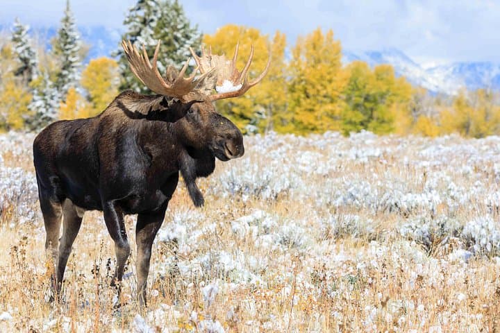 Half-Day Grand Teton Wildlife Safari from Jackson Hole — Winter Wildlife Viewing photo 4