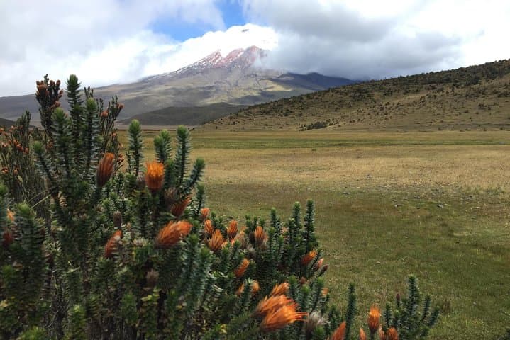 Cotopaxi Full-Day Adventure: Limpiopungo Lagoon, José Rivas Refuge & Andean Views