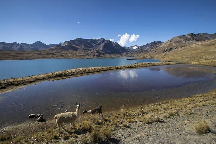 Condoriri Full-Day Trek: Lagoons, Alpacas and Pico Austria Panorama