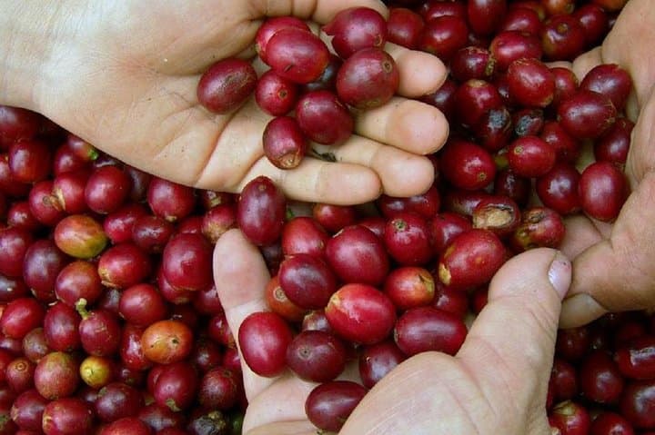 Huatulco to Pluma Hidalgo Coffee Tasting & Cultural Day Trip photo 5