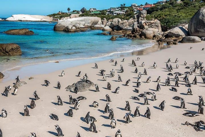 Cape Town Cape Peninsula Day Tour — Table Mountain, Boulders Penguins & Cape of Good Hope photo 4