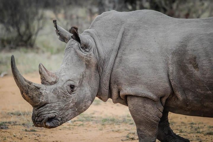 Nairobi National Park Shared Game Drive: 5-Hour Open-Roof Safari from the City photo 6