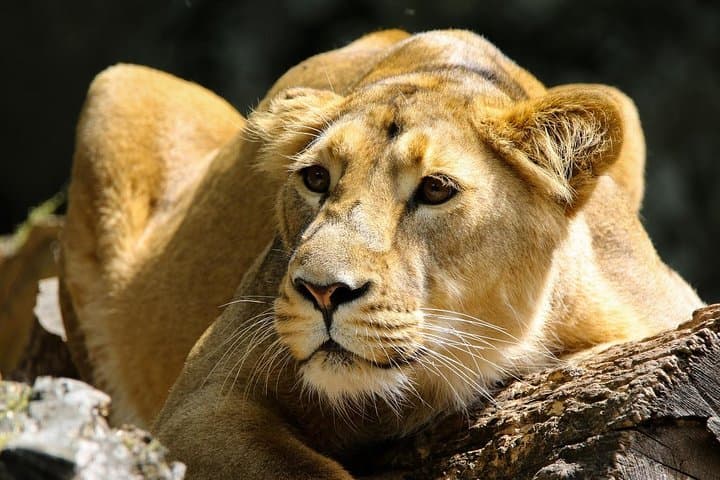 Nairobi National Park Game Drive — 5-Hour Safari with Hourly Departures photo 2