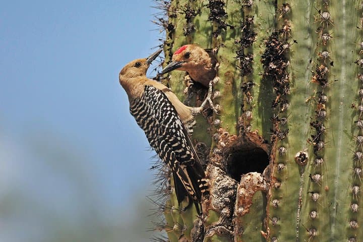 Creative Soul Scavenger Hunt in Sabino Canyon & Catalina State Park, Tucson photo 2