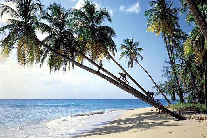 Barbados Coast-to-Coast Half-Day: Bathsheba to Holetown Scenic Drive photo 4