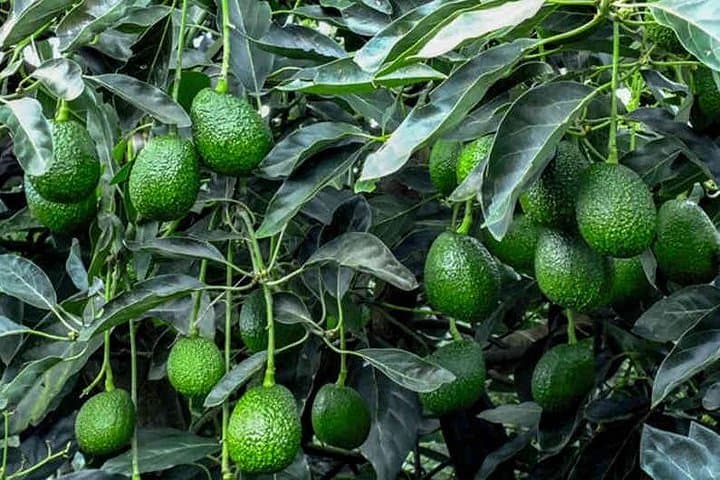Antigua & Avocado Farm Day Trip: Colonial Streets, Volcano Views, and Canopy Bridges photo 2