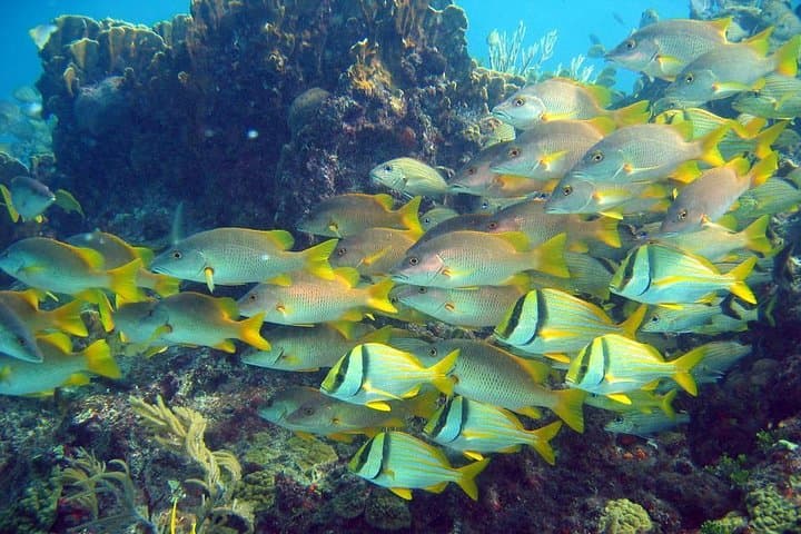 Isla Contoy & Ixlaché Reef Day Trip from Playa del Carmen — Snorkel, Birdwatch & Isla Mujeres photo 6