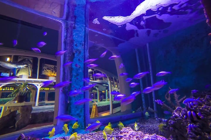 Exploring the Depths: A Visit to Key West Aquarium’s Interactive Ocean World photo 4