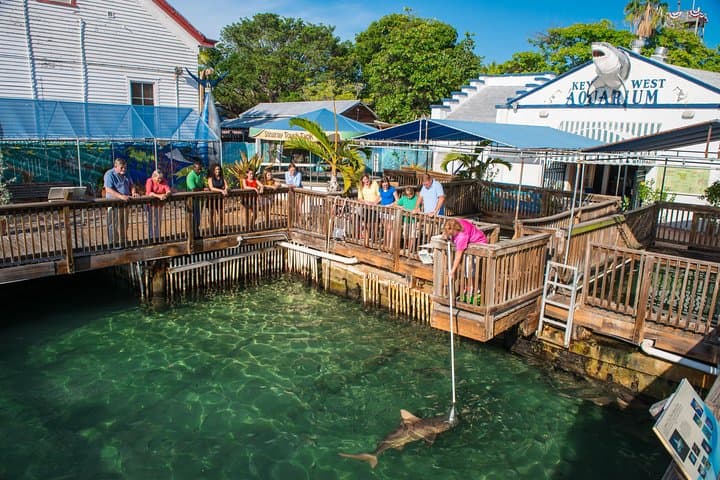 Exploring the Depths: A Visit to Key West Aquarium’s Interactive Ocean World photo 5