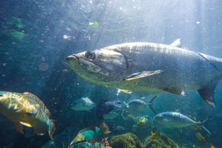 Exploring the Depths: A Visit to Key West Aquarium’s Interactive Ocean World photo 6