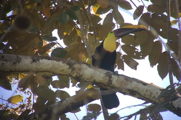 Carara National Park Birdwatching: Private Guided Tour from Quepos photo 6
