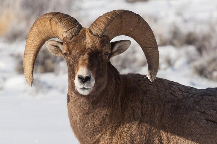 Jackson Hole Winter Wildlife Safari: Private Full-Day Tour & Optional Sleigh Ride photo 5