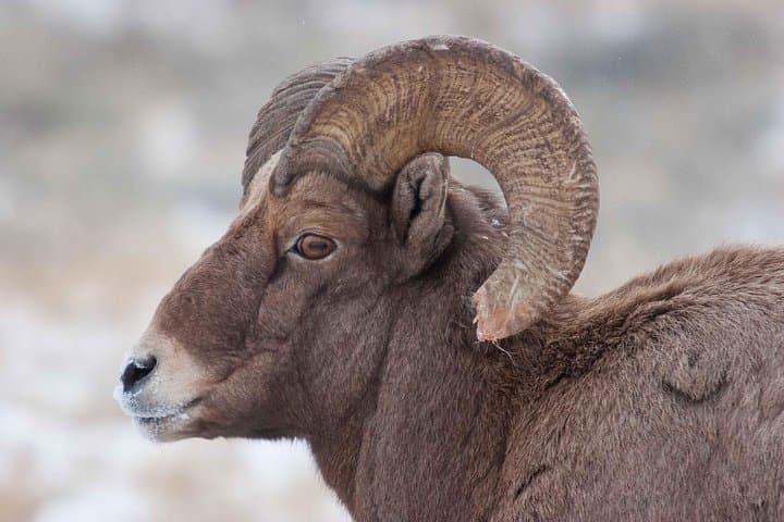 Jackson Hole Winter Wildlife Safari: Private Full-Day Tour & Optional Sleigh Ride photo 3