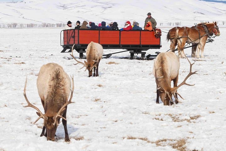 Jackson Hole Wildlife Safari — Best of Winter Elk, Bison & Optional Sleigh Ride