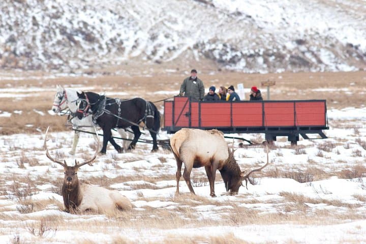 Jackson Hole Wildlife Safari — Best of Winter Elk, Bison & Optional Sleigh Ride photo 4