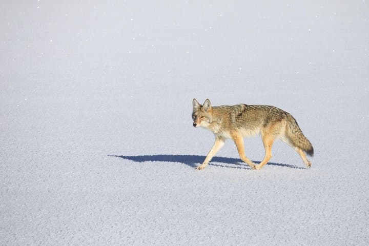 Jackson Hole Winter Wildlife Safari: Private Full-Day Tour & Optional Sleigh Ride photo 2