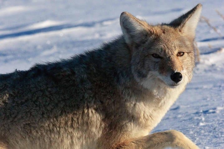 Jackson Hole Winter Wildlife Safari: Private Full-Day Tour & Optional Sleigh Ride photo 4