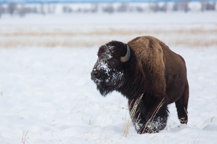 Jackson Hole Winter Wildlife Safari: Private Full-Day Tour & Optional Sleigh Ride photo 6