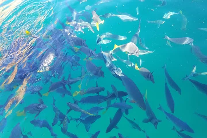 Cabo San Lucas Arch Boat Tour — Glass-Bottom Cruise to El Arco photo 2