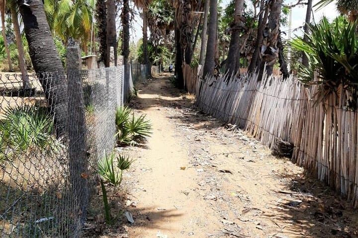 Authentic Tamil Nadu Village Tour: Live Cooking, Palm Jaggery & Community Life photo 1